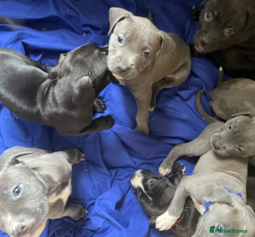 Staffordshire Bull Terrier dogs for sale: Stunning “original blue blood” Staffy pups *rare* - Advert 1