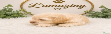 Cockapoo Puppy 9