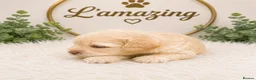 Cockapoo dogs for sale: 5* rated licensed vet approved F2b Toy Mini pups - Advert 9