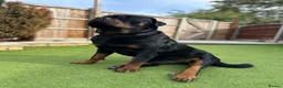 Rottweiler dogs for stud: Stud Only - Advert 4