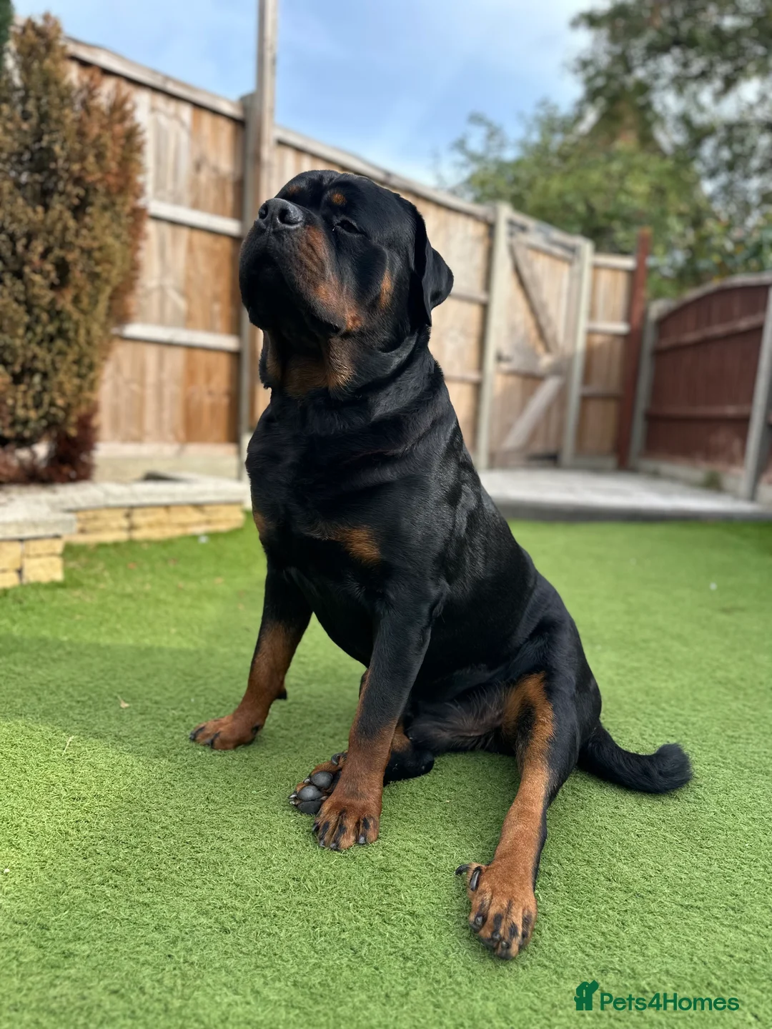 Rottweiler dogs for stud: Stud Only - Advert 4