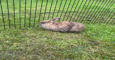 Mini Lion Lop rabbits - Advert 6