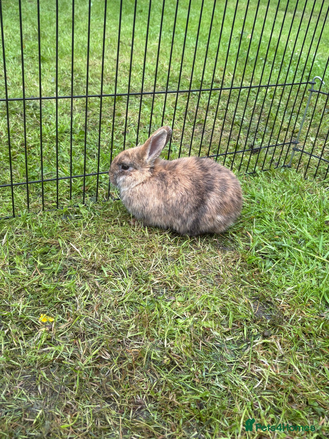 Mini Lion Lop rabbits for sale: Super friendly and loving babies - Image 3