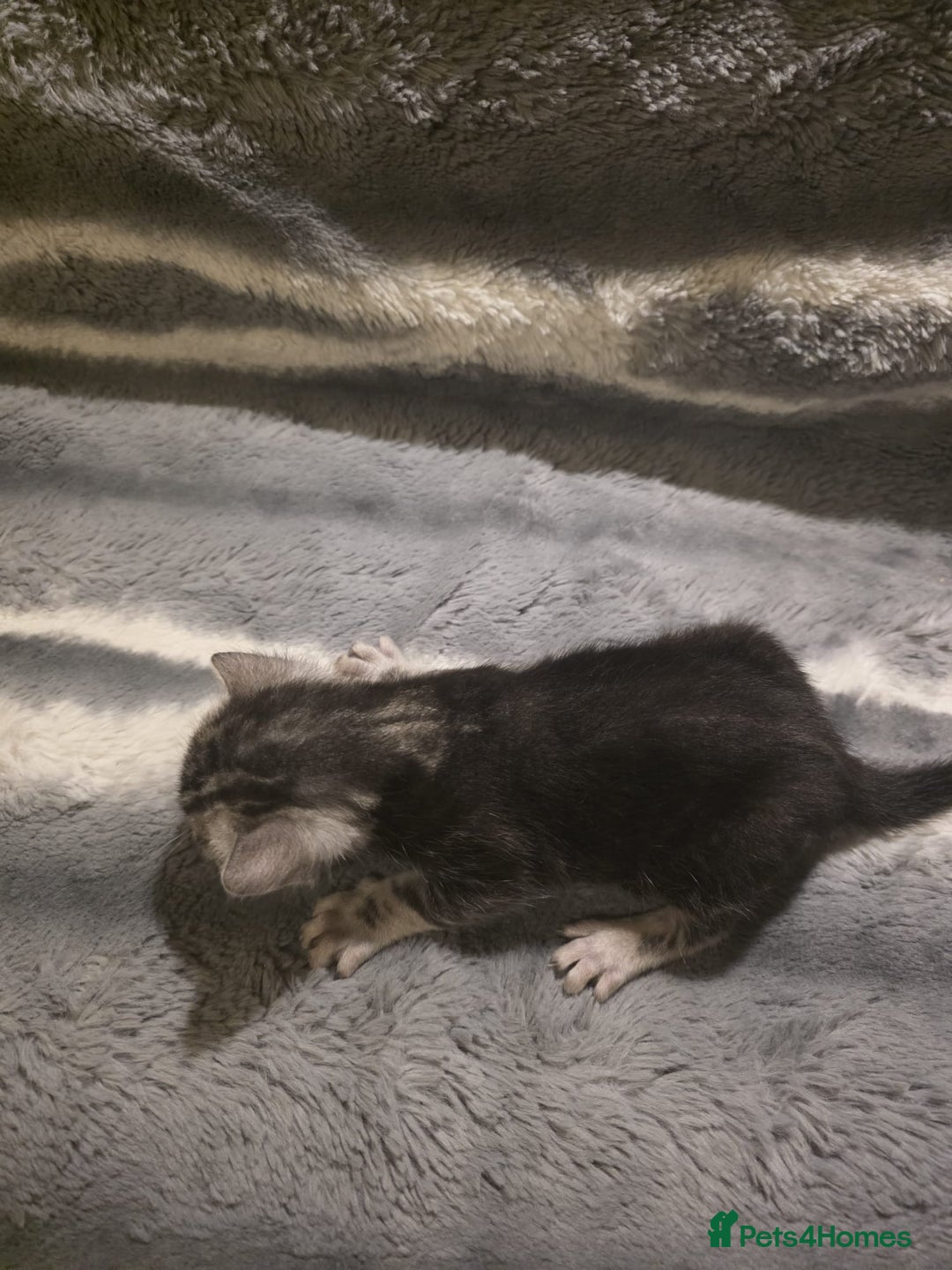 Bengal cats for sale: Rare Bengal babies - Image 11