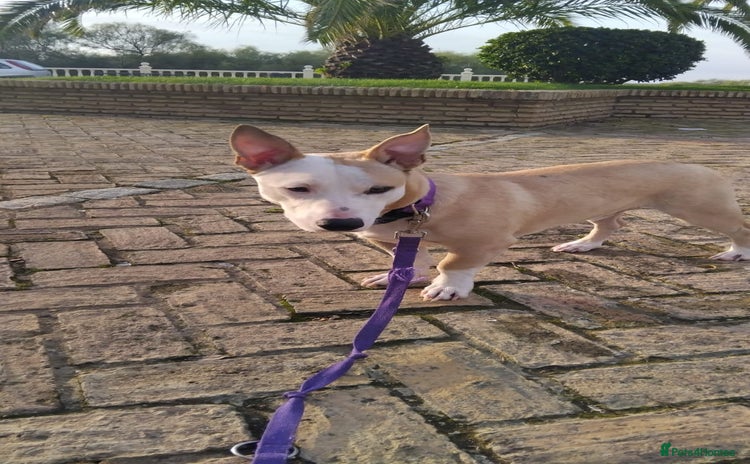 Mixed Breed dogs in Hengoed - Advert 4