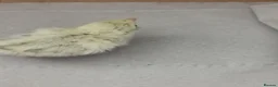 Quail poultry for sale: Mixed Coturnix Quail chicks - Advert 22