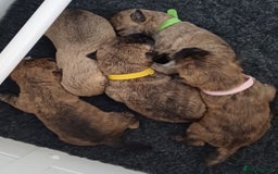 Cairn Terrier dogs for stud: Champion bloodline, KC registered Cairn for stud. in Hope Valley - Image 17