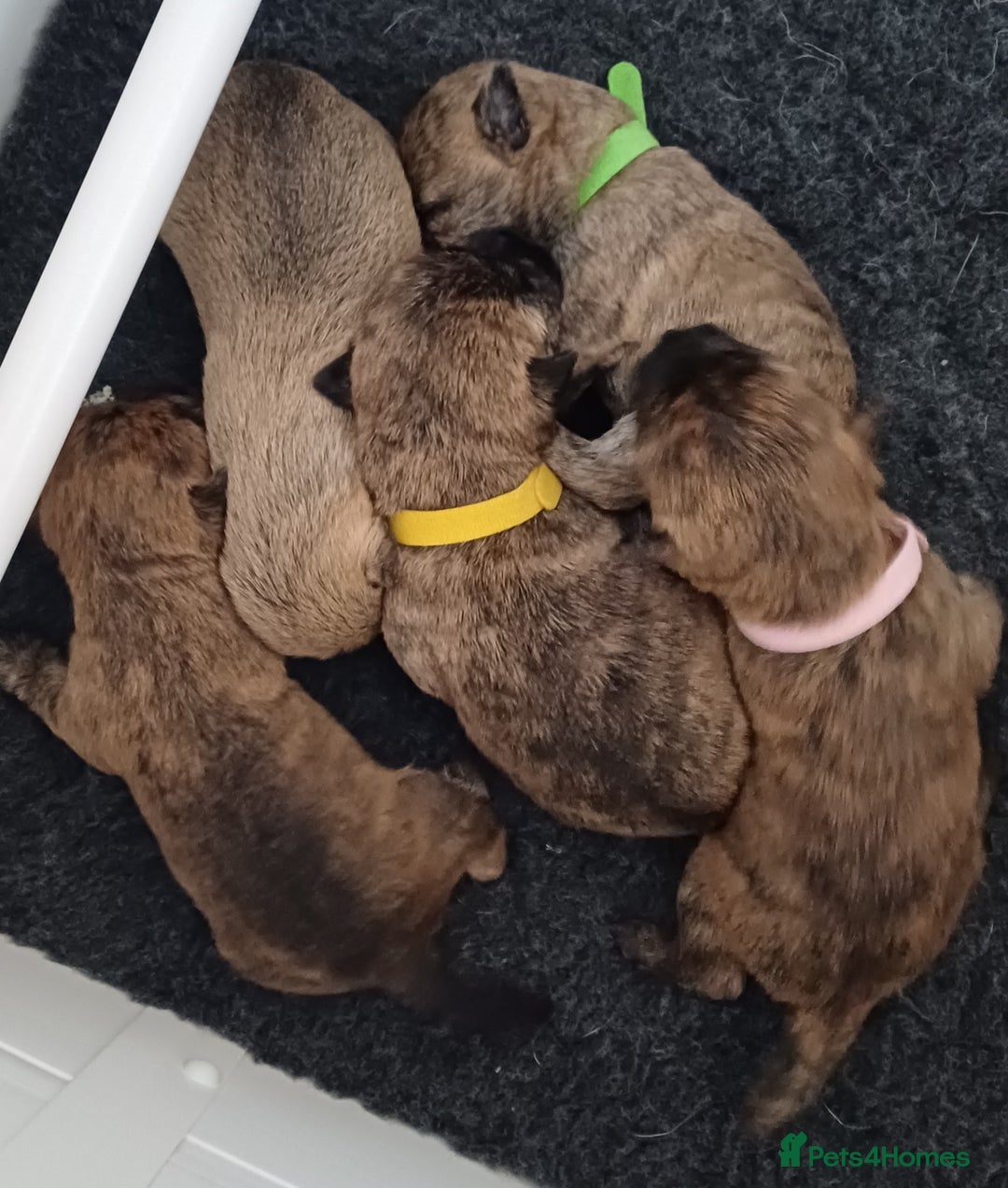 Cairn Terrier dogs for stud: Champion bloodline, KC registered Cairn for stud. in Hope Valley - Image 17