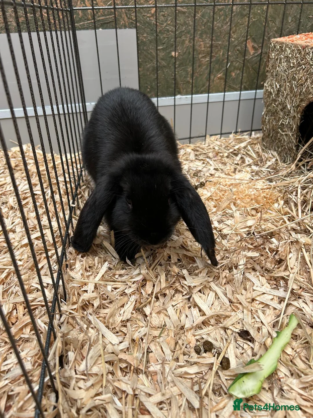 Mini Lop rabbits for sale: Mini Lop Bunnies  in Tamworth - Advert 3