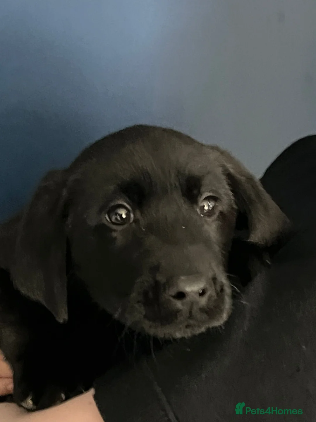 Labrador Retriever dogs for sale: KC registered Labradors in Liverpool - Advert 2