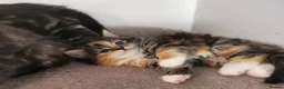 Mixed Breed cats for sale: Absolutely stunning kittens looking for a new home - Advert 15