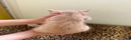 Mixed Breed cats for sale: 5 beautiful kittens  - Advert 10