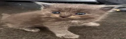 Mixed Breed cats for sale: READY NOW 🏠🐱5 Beauitiful Ragdoll/Bengal kittens  - Advert 38