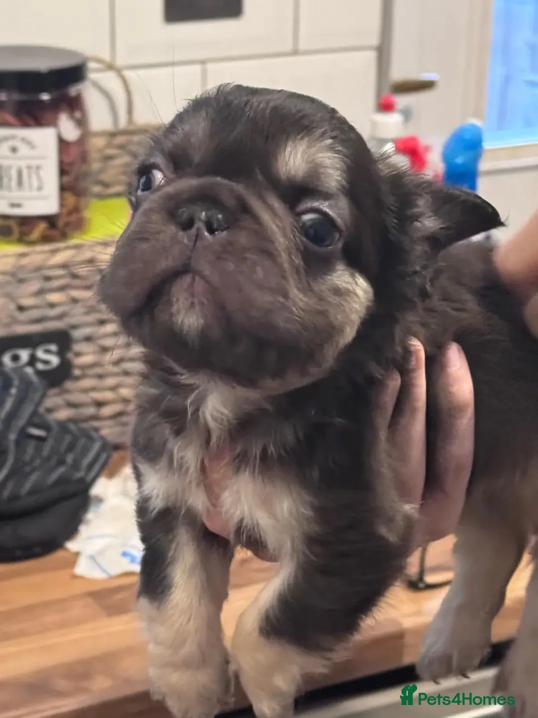 French Bulldog dogs for sale:  💙🦁Fluffy visual French bulldog Reduced!!🏡 - Advert 6