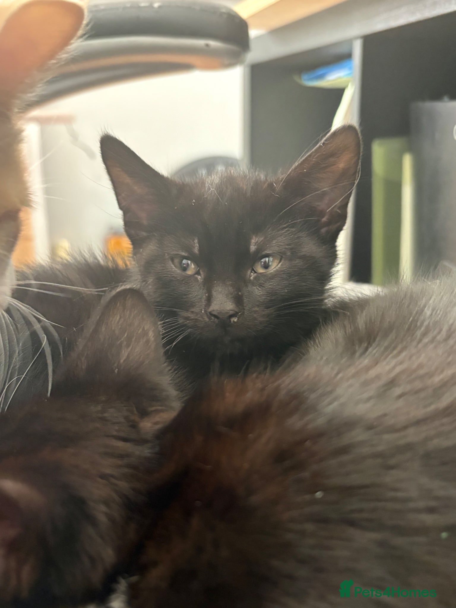 Mixed Breed cats Super cute kittens - Advert 2