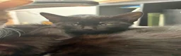 Mixed Breed cats for sale: LAST FEMALE TUXEDO AVAILABLE  - Advert 7