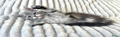 Miss Clover ( Pink) - Black Silver Tabby