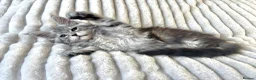 Maine Coon cats for sale: XXL Maine Coons Kittens Champion Sired  - Advert 8