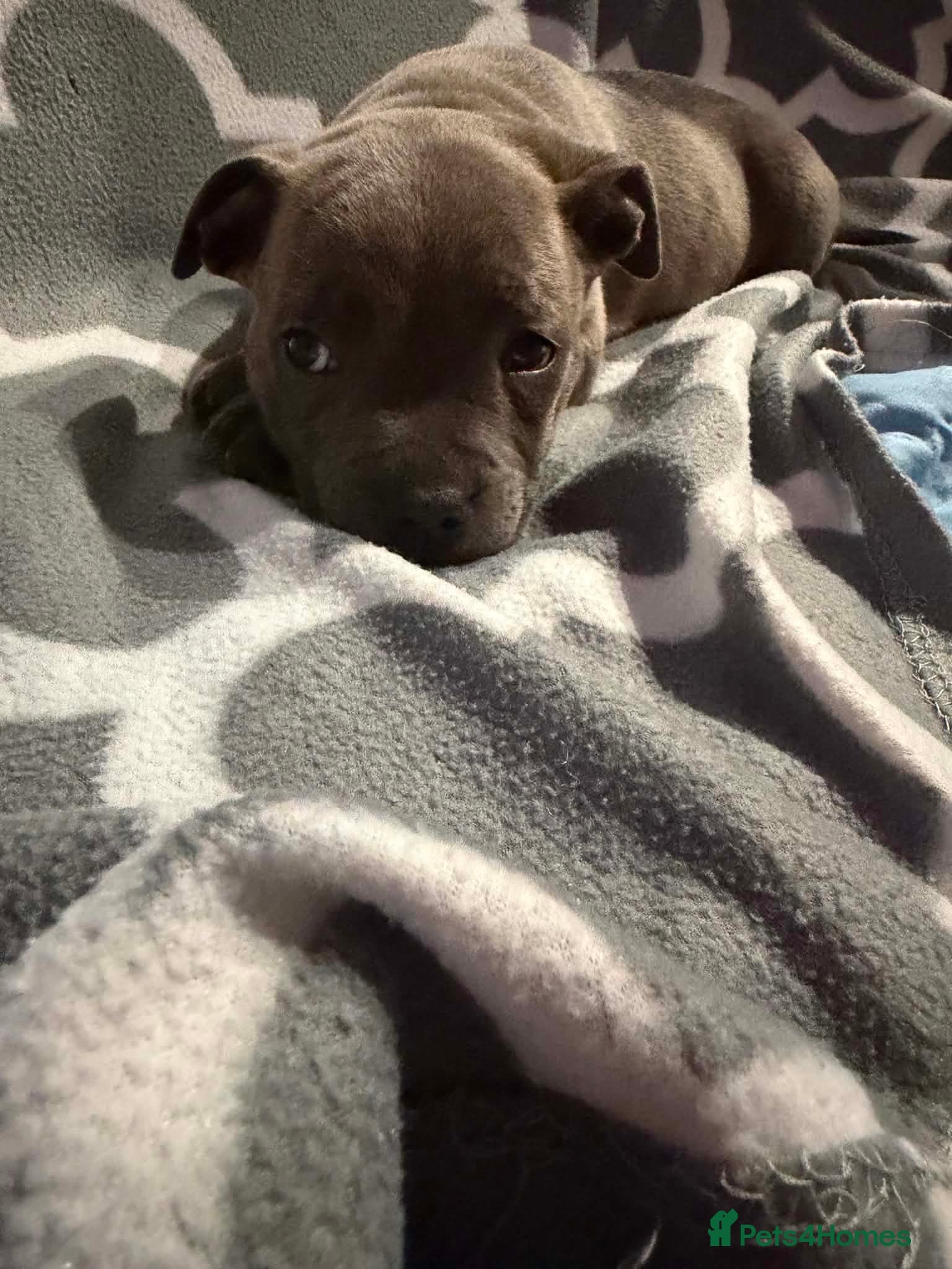 Staffordshire Bull Terrier dogs Adorable KC registered blue staffy puppies  - Advert 1