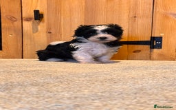 Yorkiepoo dogs for sale: Beautiful puppies  - Image 12