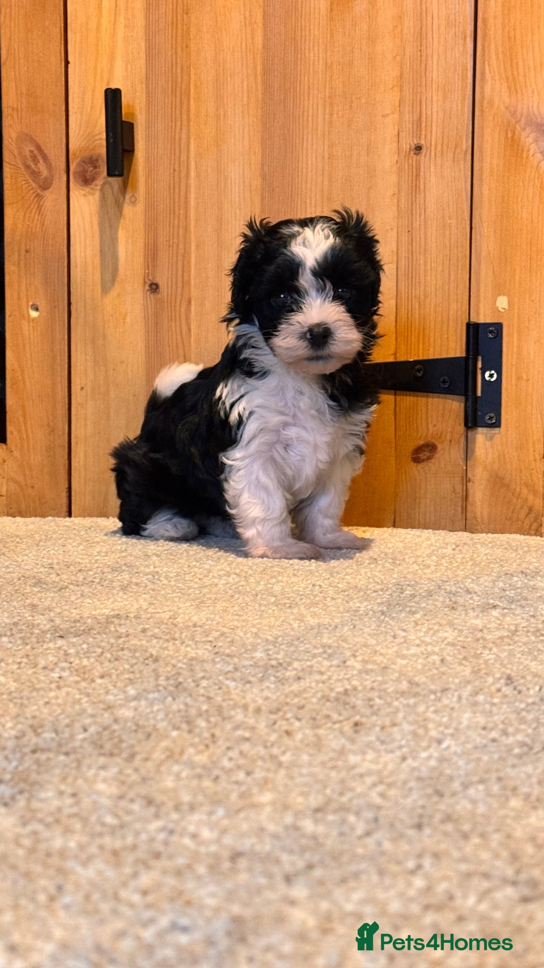 Yorkiepoo dogs for sale: Beautiful puppies  - Image 12