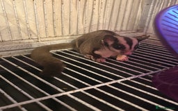 Sugar Glider rodents for sale: 2 female sugar gliders for sale - Image 5