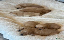 Goldador dogs for sale: Gorgoeus Goldador’s  - Image 4