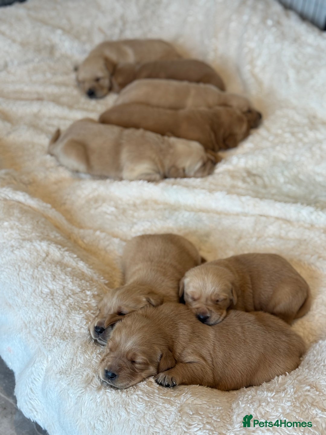 Goldador dogs for sale: Gorgoeus Goldador’s  - Image 4