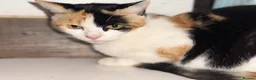 Mixed Breed cats for adoption: Tortie rescue kitten 9 weeks needs her own home - Advert 3