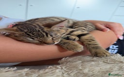 Mixed Breed cats for sale: Female Bengal cross Mainecoon - Image 7
