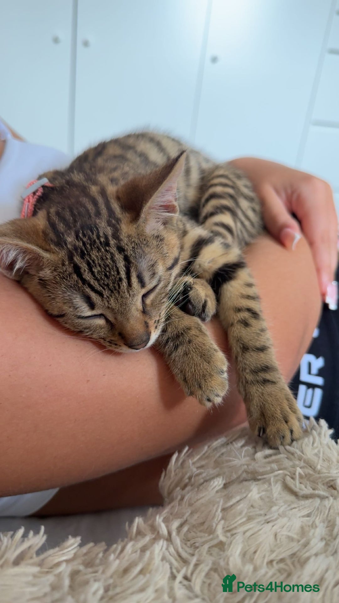 Mixed Breed cats for sale: Female Bengal cross Mainecoon - Image 7