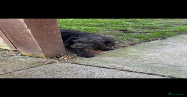 Bedlington Terrier dogs Bedlington terrier puppies  - Advert 15