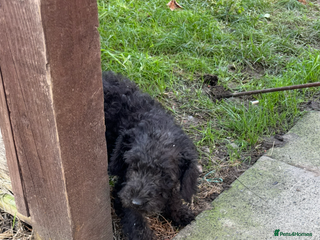 Bedlington Terrier dogs Bedlington terrier puppies - Advert 1