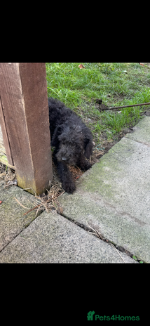 Bedlington Terrier dogs Bedlington terrier puppies - Advert 1