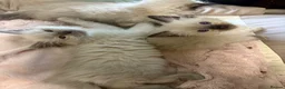 Ragdoll cats for sale: Beautiful ragdoll kittens ready now - Advert 10