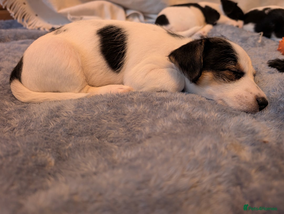 Jackapoo dogs for sale: Gorgeous Jackapoo Puppies for sale  - Image 2