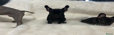 French Bulldog Puppy 2