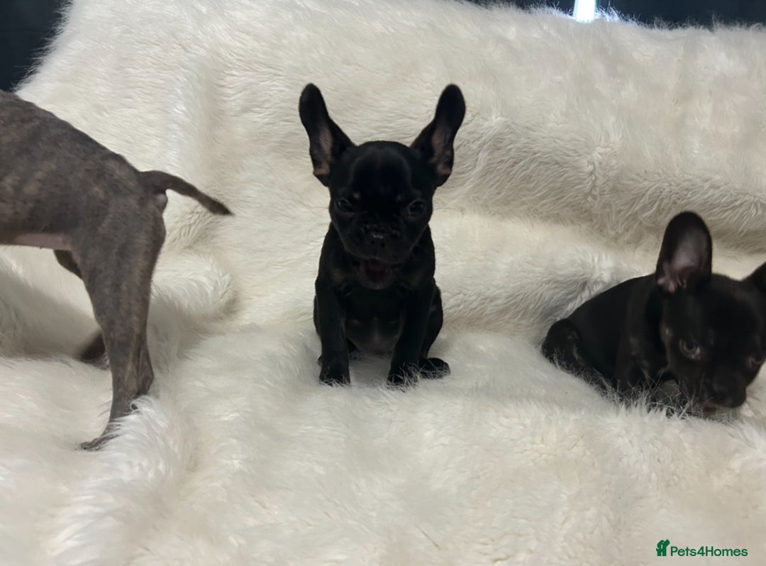 French Bulldog dogs for sale: French Bulldog pups - Advert 18