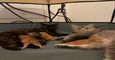 British Shorthair cats Gorgeous Fluffy British Shorthair Mix Kitten - Advert 6