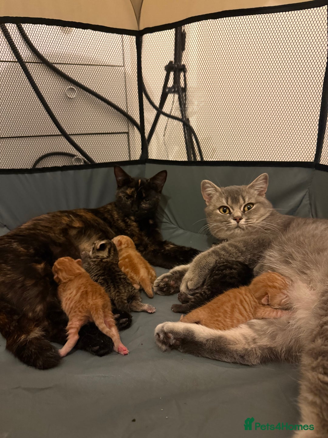 British Shorthair cats for sale: Gorgeous Fluffy British Shorthair Mix Kitten - Advert 3