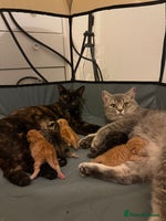 British Shorthair cats Gorgeous Fluffy British Shorthair Mix Kitten - Advert 5