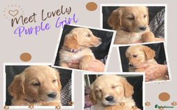Golden Retriever dogs for sale: 🐾 Golden Retriever Puppies – Ready Now! 🐾 - Image 18