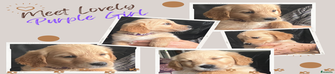 Golden Retriever Puppy Purple Girl