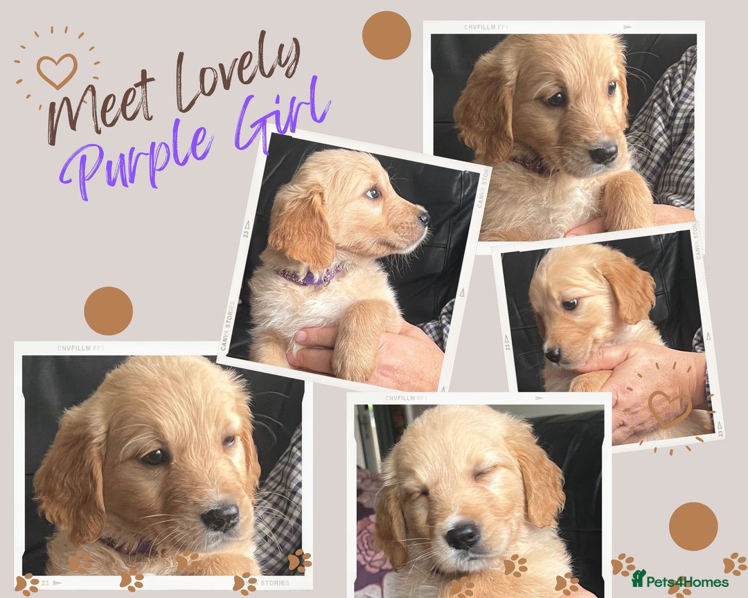 Golden Retriever dogs for sale: 🐾 Golden Retriever Puppies – Ready Now! 🐾 - Image 18