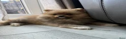 Pomeranian dogs for sale:     Tiny Fluffy Pomeranian Girls in Boston - Advert 4