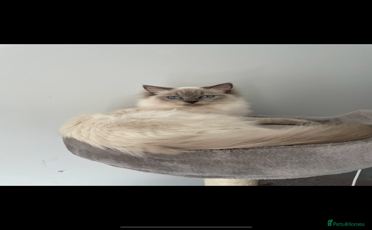 Ragdoll cats - Advert 11
