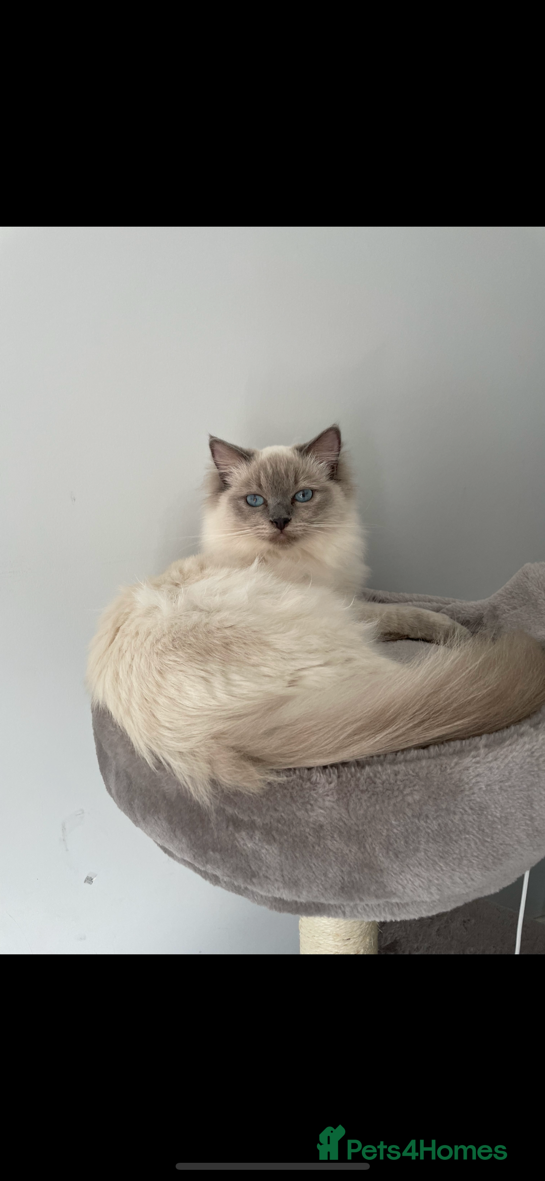 Ragdoll cats for sale: 🌸Extensively health tested GCCF spayed female🌸 - Image 1