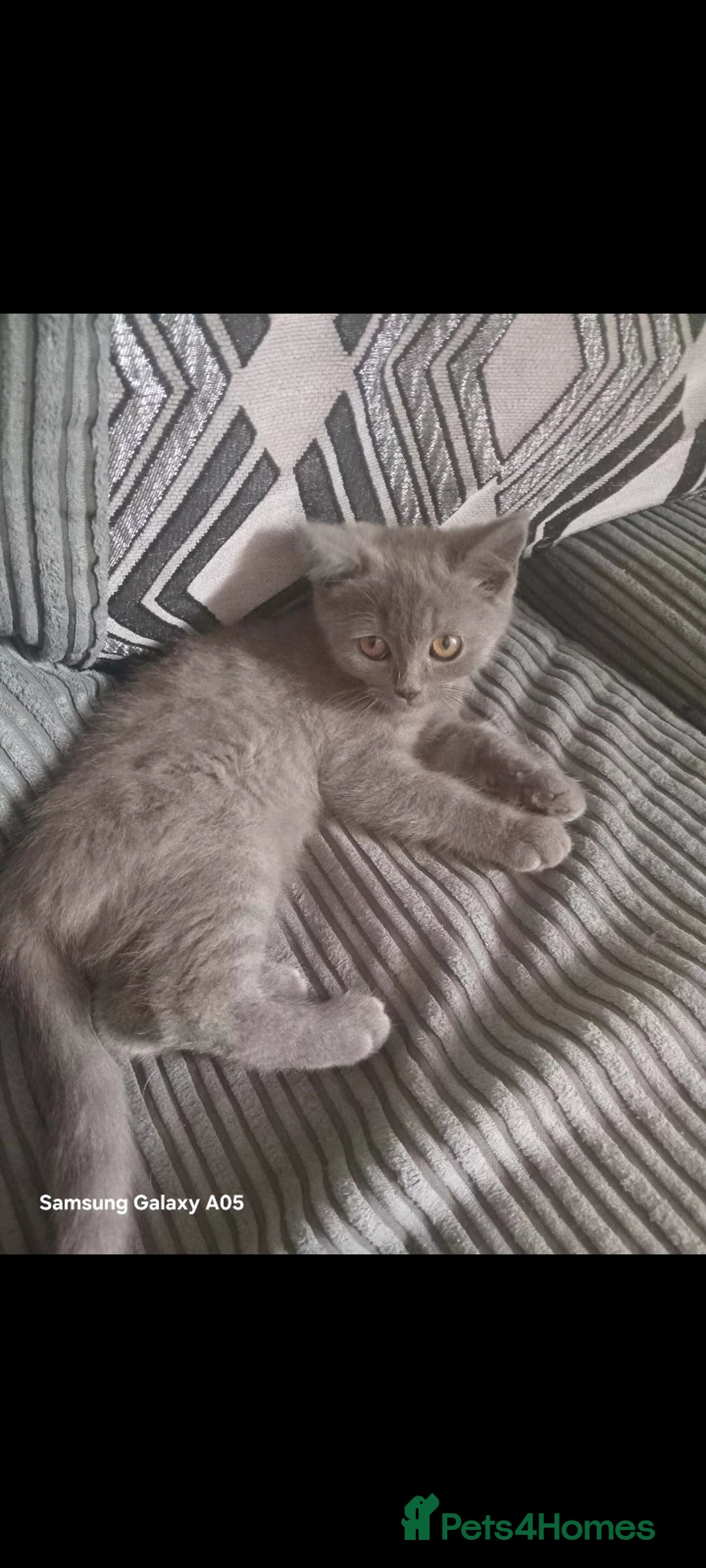 British Shorthair cats for sale: British short-hair kittens - Image 5