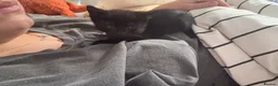 Mixed Breed cats for sale: Beautiful male kitten - Advert 3