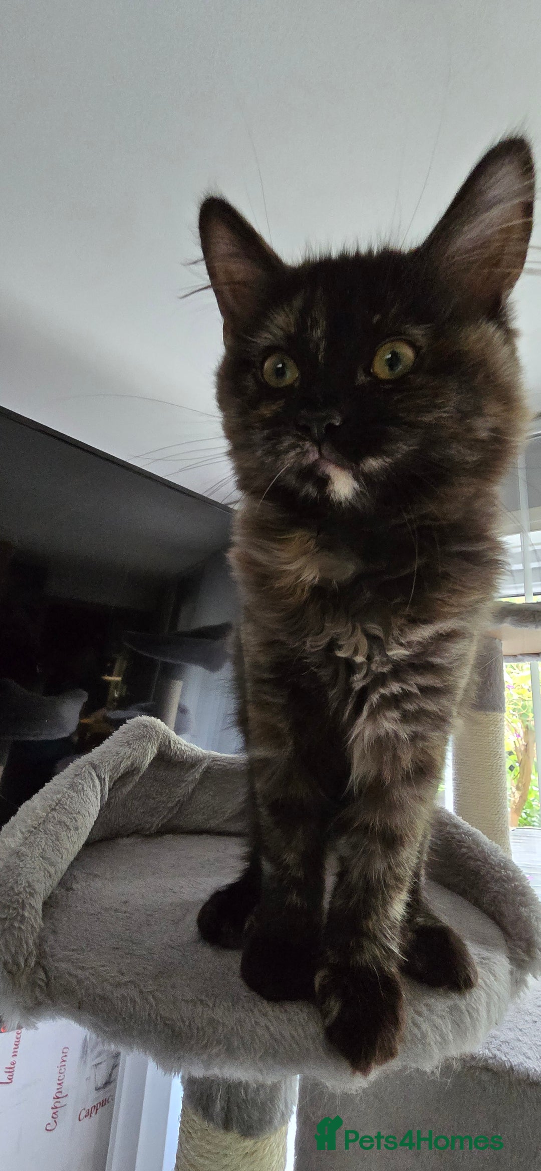 Maine Coon cats for sale: Amazing tortie Mainecoons - Image 26